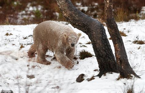 Hamish The Polar Bears White Coat Is Transformed After A Very Muddy