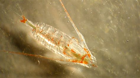 Microcrustaceous Copepod Zooplankton Examined Britannica