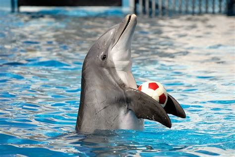 Pakistans Controversial Dolphin Show The Diplomat