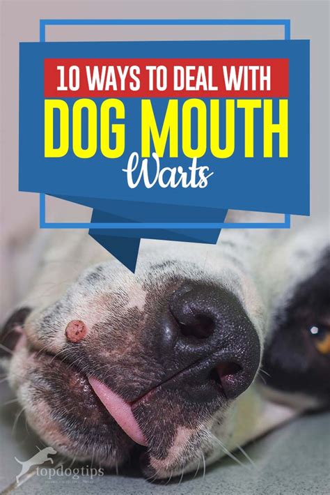 10 Ways To Deal With Dog Mouth Warts Top Dog Tips