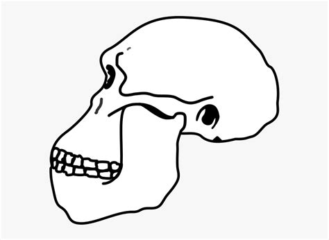 Https://techalive.net/draw/how To Draw A Australopithecus Skull