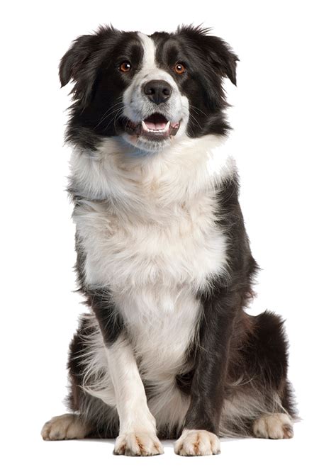 Dog Png Transparent