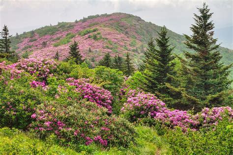 Blue Ridge Mountain Rhododendron Roan Mountain Bloom Extravaganza By