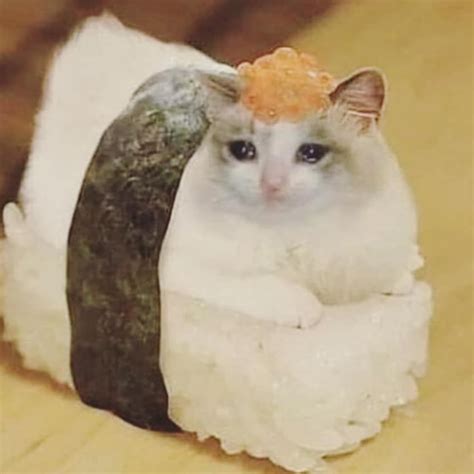 Imagem De Gato Engraçado