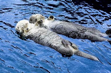 Sea Otters Vancouver Aquari