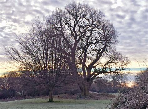 Some evergreen oak trees (particularly certain american species) are commonly called live oak. Arboricultural Association - Thoughts about retrenchement ...