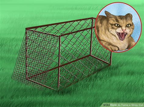 How to tame a feral cat outside. How to Tame a Stray Cat (with Pictures) - wikiHow