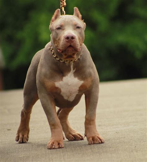 These puppies will be big and bully with beautiful merle colors. XXL Merle Bully Pitbull Stud And Pitbull Puppies for Sale
