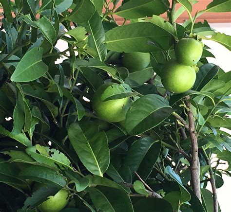 Also known as black sapote, chocolate persimmon (diospyros digyna) gets its name not only from the rich, brown color of its fruit pulp, but the taste, often described as. Mom with Her Chocolate Pudding Fruit Tree | The Survival ...