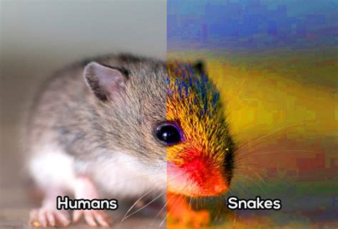 Cómo ven los animales vs. cómo ven los humanos ¡Me sorprende la #9