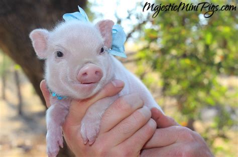 The göttingen minipig is a laboratory animal of worldwide importance. Mini Pigs on Pinterest | 18 Pins