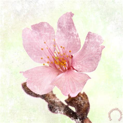 Sia Aryai Cherry Blossom Painting Cherry Blossom Print For Sale