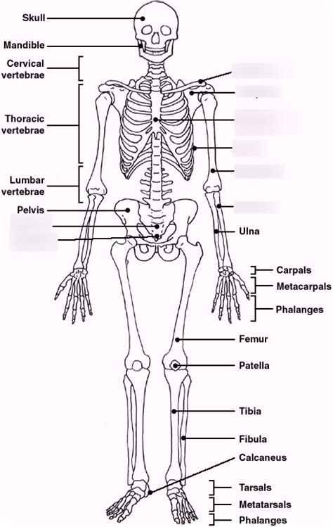 Labeled Bone Diagram 2 Diagram Quizlet