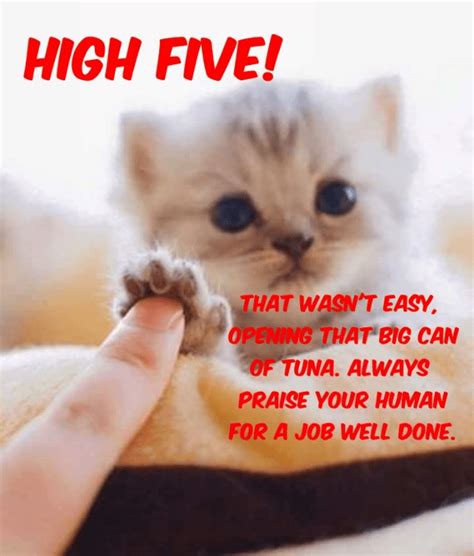 Well Done Human Lolcats Lol Cat Memes Funny Cats Funny Cat
