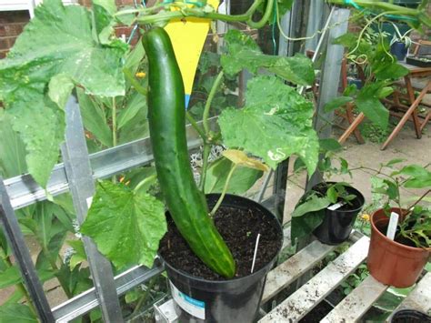 Tips For Growing Cucumbers In Pots And Increase Yield Hort Zone