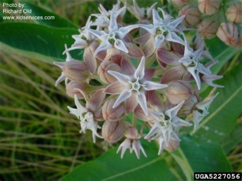 1103 thompson street, lusk, wy 82225 contacts. Asclepias speciosa | WY Cooperative Agricultural Pest ...