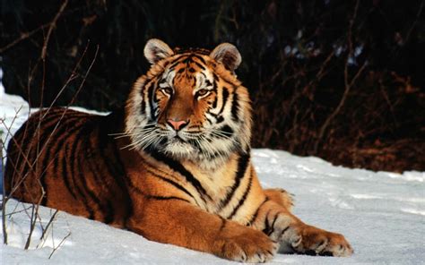 Tiger Animals Snow Wallpapers Hd Desktop And Mobile Backgrounds