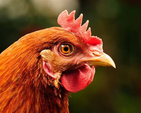 7 checks for a healthy chicken choosing your chickens chickens guide