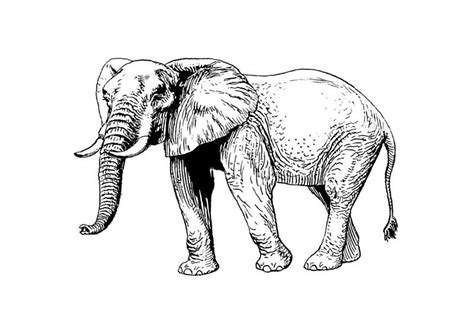 In dem neuen unterhaltungsmagazin zum staunen, entdecken. 'Elephant' Photographic Print by DelirusFurittus | Elefanten skizze, Elefant zeichnung, Ausmalen