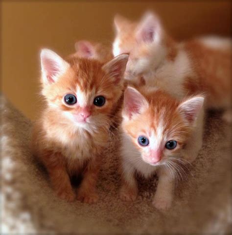 Kittens ♥for More You Can Follow On Insta Loveushi Or Pinterest Anam Siddiqui ♥ Cute Cats