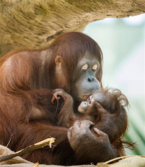 Mom Monkey Holding Baby By Tail Peepsburgh