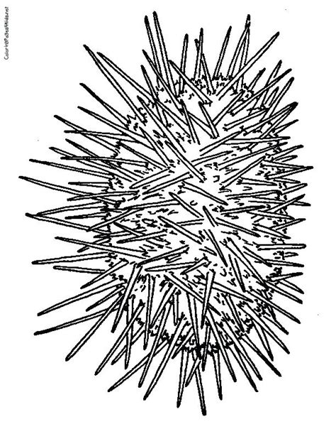 Sea Urchin Drawing At Getdrawings Free Download