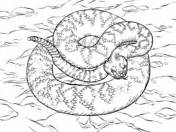 Sometimes they rattle loudly to warn potential enemies of their presence, but other times they remain. Snakes coloring pages | Free Coloring Pages