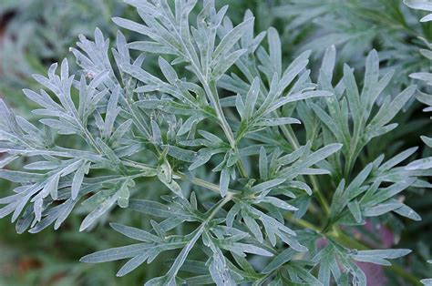 Assenzio Artemisia Absinthium Consigli Coltivazione E Cura