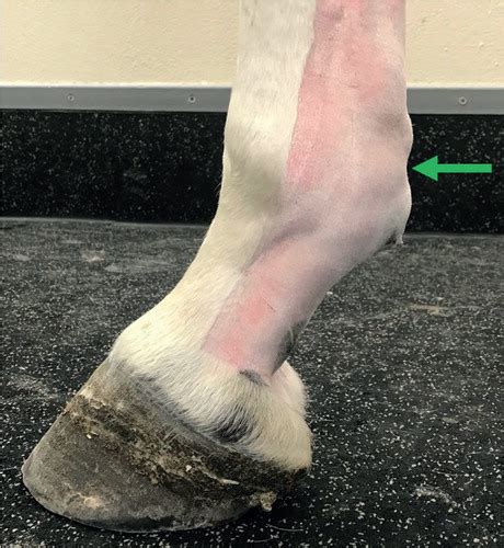 Diagnosis Of Digital Flexor Tendon Sheath Conditions In The Horse Uk