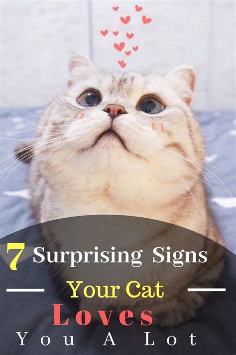 7 Surprising And Beautiful Signs Your Cat Loves You