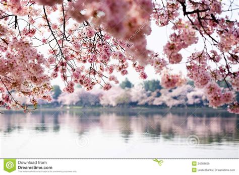Cherry Blossom Trees In Washington Dc Stock Image Image Of Pink