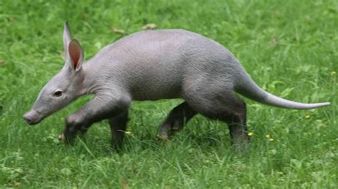 Aardvark Animal Facts And Pictures