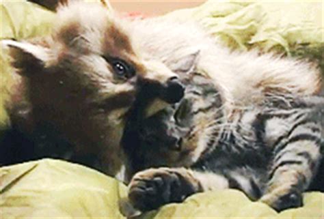 Raccoons are round, fuzzy creatures with bushy tails and a black mask of fur that covers their eye area. Cute Raccoon & Cat - 1Funny.com