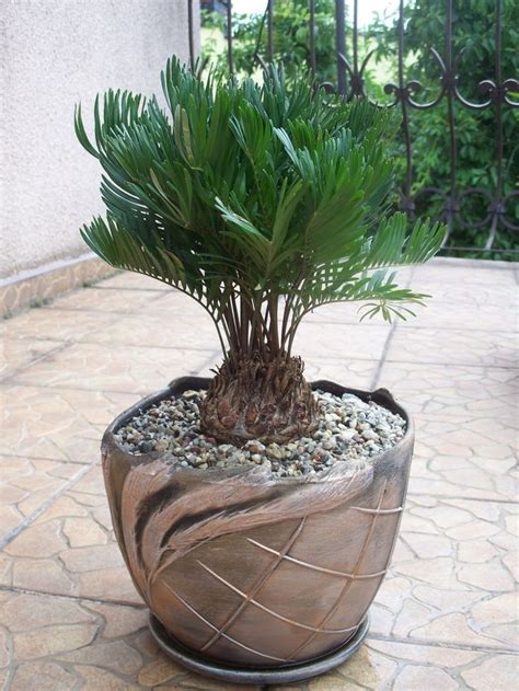 Find Everything But The Ordinary Palm Plant Plants Bonsai Seeds