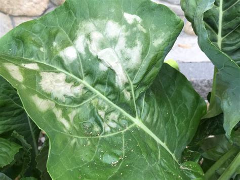 The close proximity of units often makes it difficult to pinpoint the cause of a bed bugs, cockroaches, flies, wasps, rodents and birds are just some of the pests that can plague an apartment environment. Is this sunscald on my cauliflower or white spot fungus?