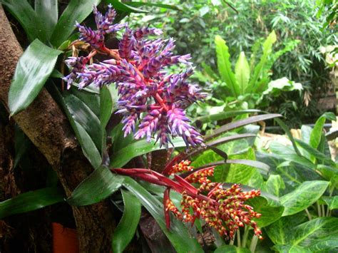 Plants Tropical Rainforest Biome