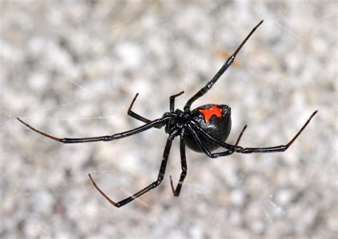 How To Treat A Black Widow Spider Bite