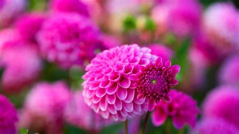 Pin on beautiful flowers wallpapers pictures pc full hd wallpapers. Pink Dahlies Beautiful Flowers Pictures In Nature ...