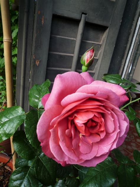 The colorful hues vary with different climates. garden at heart: What's blooming now: Rose Hot Cocoa