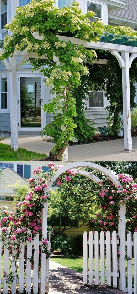 Not every flower vine on this list is suitable for your. 10+ optimum Climbing Plants For Pergolas And Trellises in ...