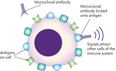 What property makes antibodies useful for research and clinical diagnosis? Lymphoma Action | Antibody therapy (including rituximab)