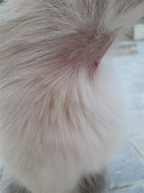 I Just Found Out That My Cat Has Lost Hair In Her Neck Omg What Can