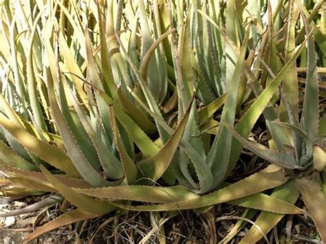 Why is your aloe vera plant turning brown? Why Is My Aloe Plant Turning Brown? (And What to Do When ...