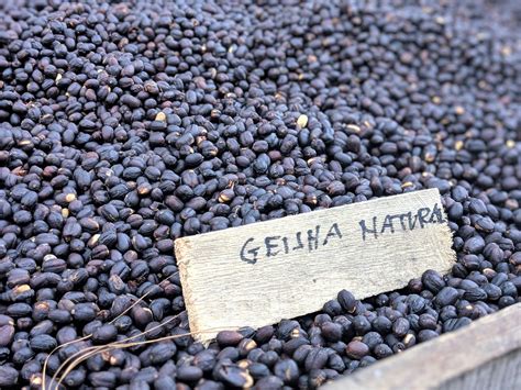 All of our 100% panama geisha coffee comes in a beautiful box (box dimensions: Panama Geisha Coffee is worth the price - The Panama Blog