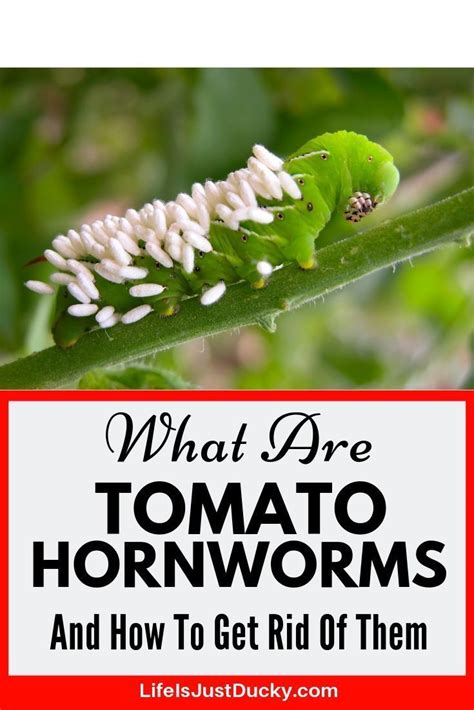 Simple Ways To Get Rid Of Tomato Hornworms Garden Pests Planting Vegetables Organic Gardening