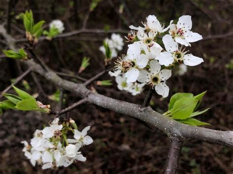 Top 10 North Carolina White Flowering Trees