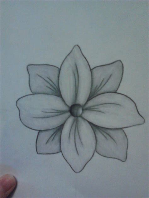 Flower Pencil Drawing Drawn By Lindsey Chapman Pencil Drawings Of