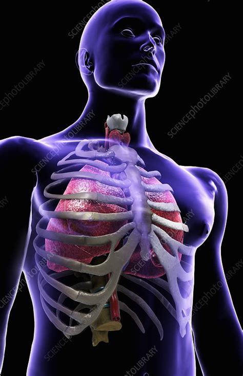 Mine is situated behind the rib cage and often the bottom ribs feel sore. Lungs in ribcage - Stock Image - C007/9221 - Science Photo ...