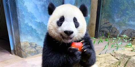 Watch Panda Xiao Qi Jis Best Moments Of 2021 Smithsonians National