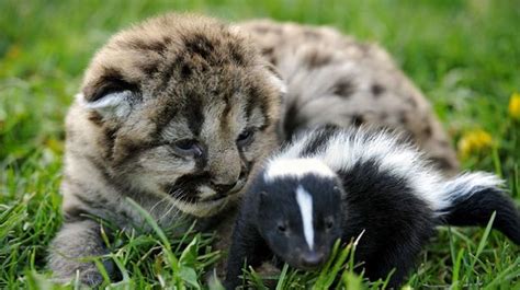 The Animal Odd Couple Baby Skunk And Lion Cub And Unlikely Best Mates